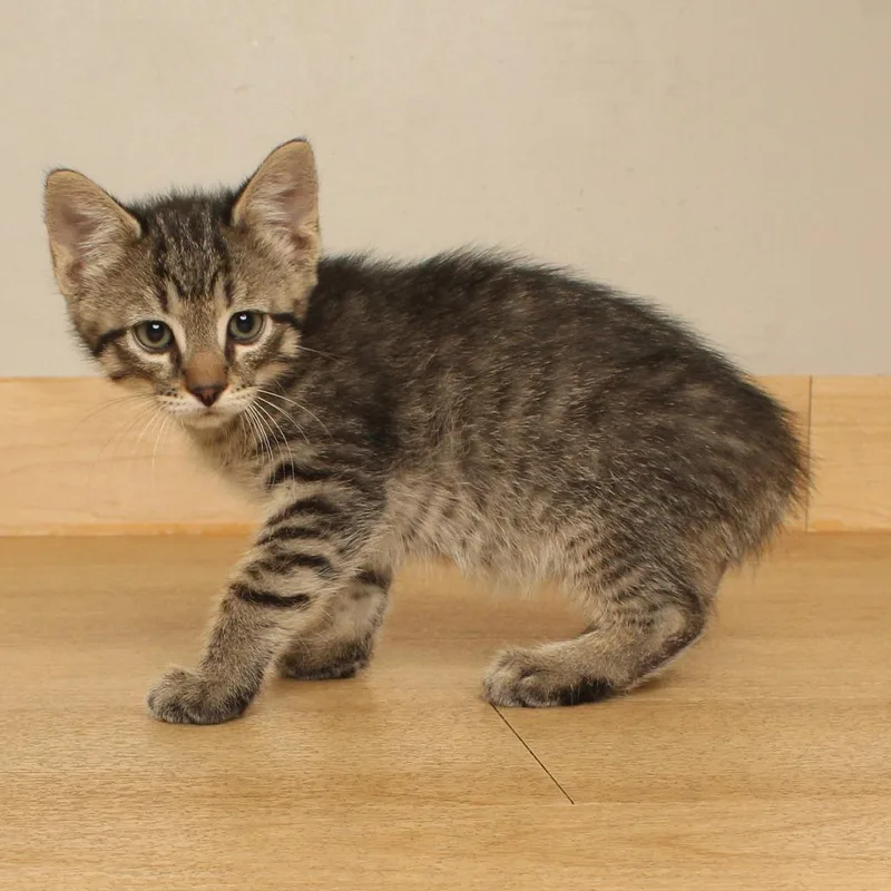 Meowterey Jack C thumbnail 2