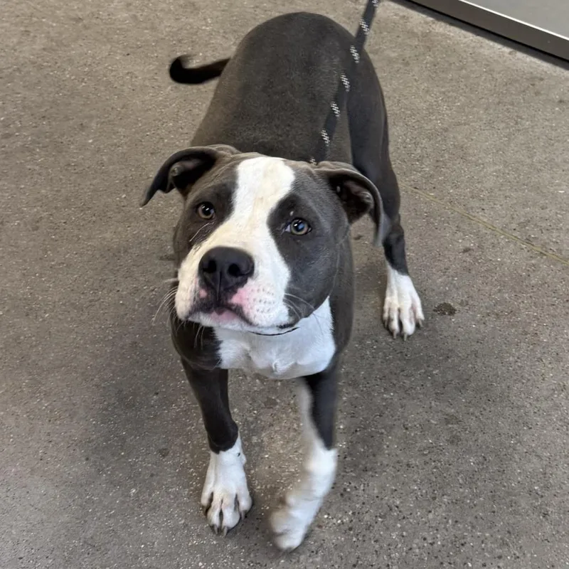 A young medium-sized female Gray / Blue / Silver Mixed Breed dog named Kaia for adoption in Las Cruces, NM