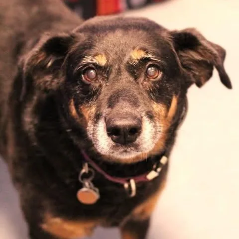 An adult medium-sized female Bicolor Shepherd dog named Minnie for adoption in Fredericksburg, VA