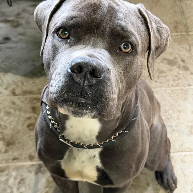 An adult large-sized male Gray / Blue / Silver Mastiff dog named Chipp for adoption in Valparaiso, IN