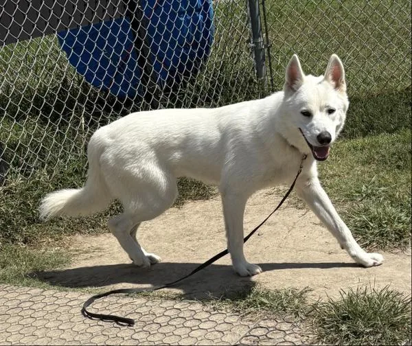 An adult large-sized male Siberian Husky dog named Forrest for adoption in Virginia Beach, VA