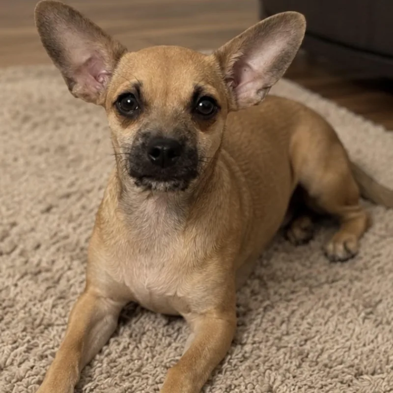 A baby small-sized male Yellow / Tan / Blond / Fawn Chorkie dog named Scooby for adoption in Pelham, NH