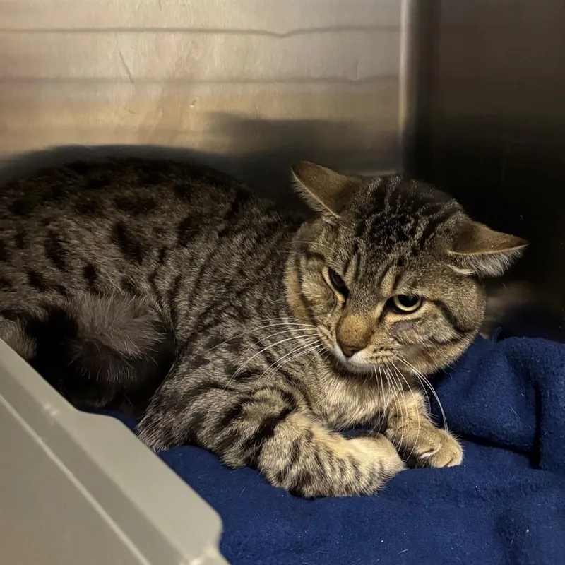 A young medium-sized male Brown / Chocolate Domestic Short Hair cat named Boone for adoption in Morgan Hill, CA