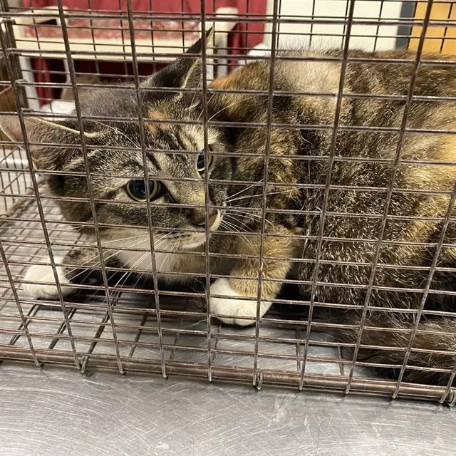 A young large-sized female Domestic Medium Hair cat named A for adoption in Modesto, CA