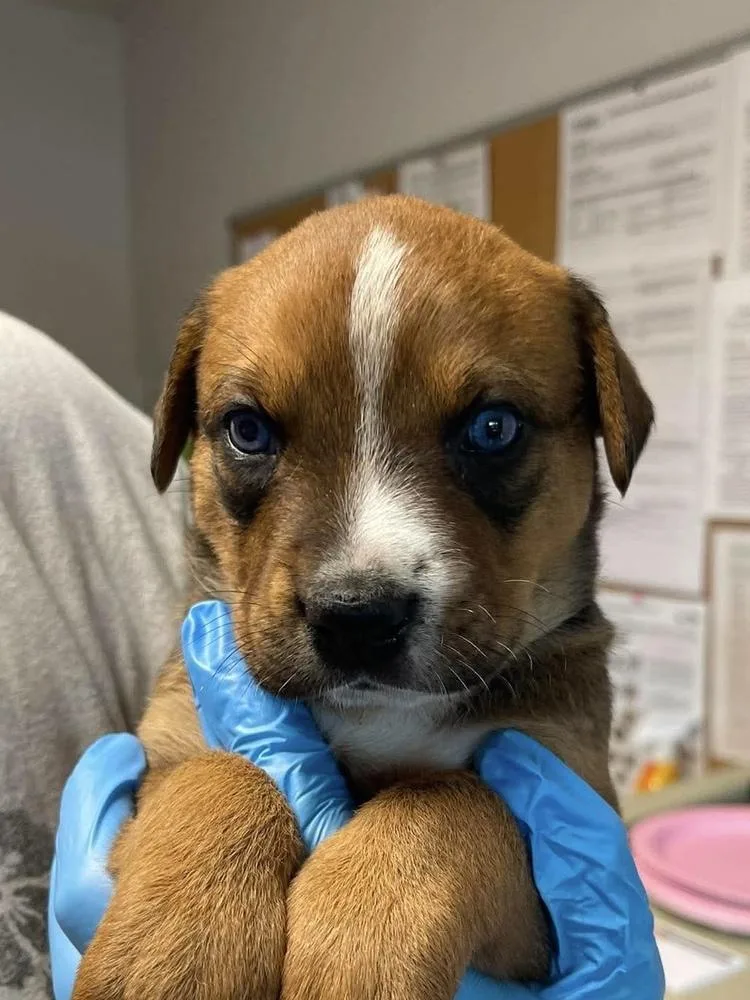 A baby small-sized female Jack Russell Terrier dog named Solana for adoption in Bolivar, MO