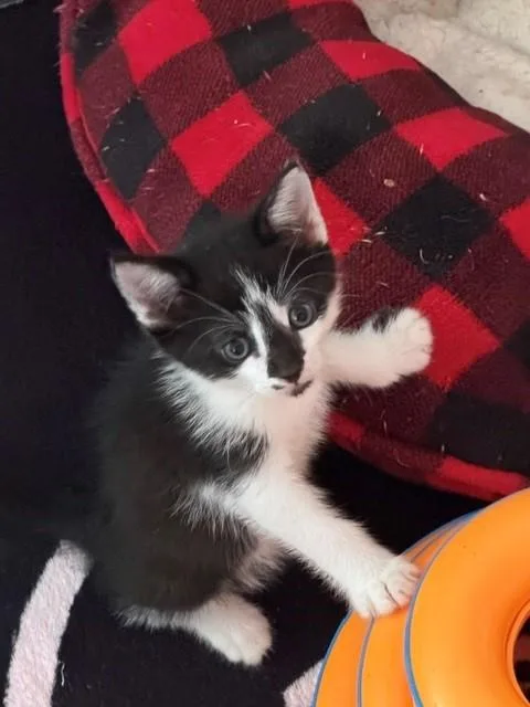 A baby small-sized male Domestic Short Hair cat named Benson Boone for adoption in Tustin, CA
