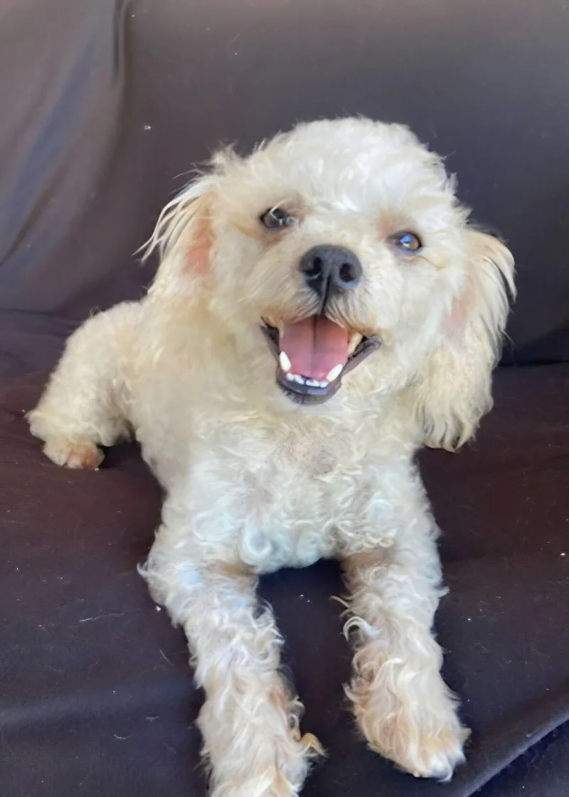 A young small-sized male White / Cream Miniature Poodle dog named Chico for adoption in Los Angeles, CA