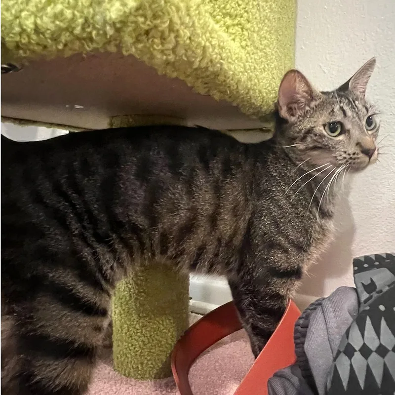 An adult small-sized female Brown / Chocolate Domestic Short Hair cat named Sadie for adoption in Los Angeles, CA