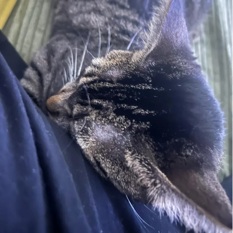 Sadie thumbnail 2