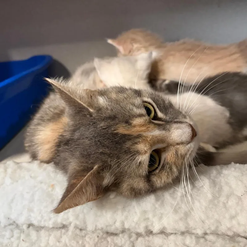 An adult medium-sized female Tortoiseshell Domestic Short Hair cat named Momma Calliope for adoption in Long Beach, CA
