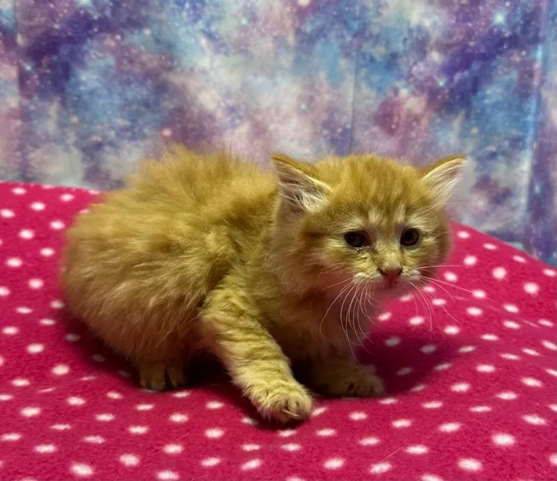 A baby small-sized female Domestic Long Hair cat named Tiger for adoption in Washington Court House, OH