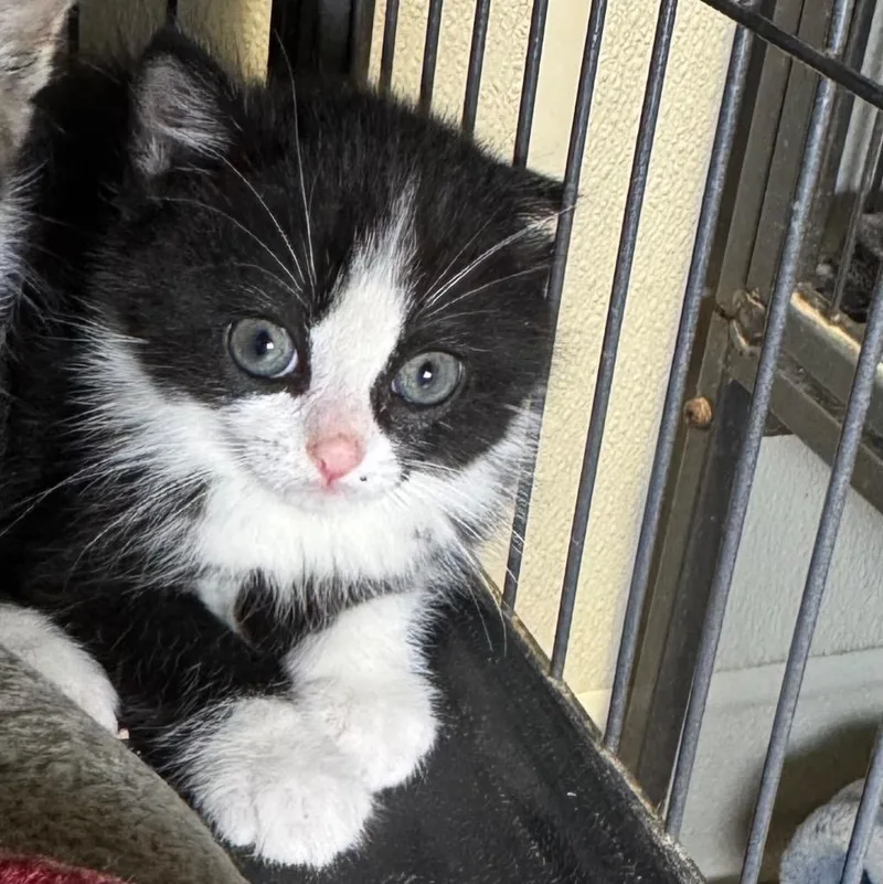 A baby medium-sized male Domestic Medium Hair cat named Strobe for adoption in Saginaw, MI