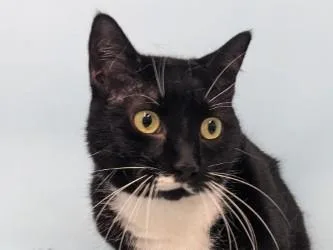 An adult small-sized female Domestic Short Hair cat named Nugget for adoption in Golden Valley, MN