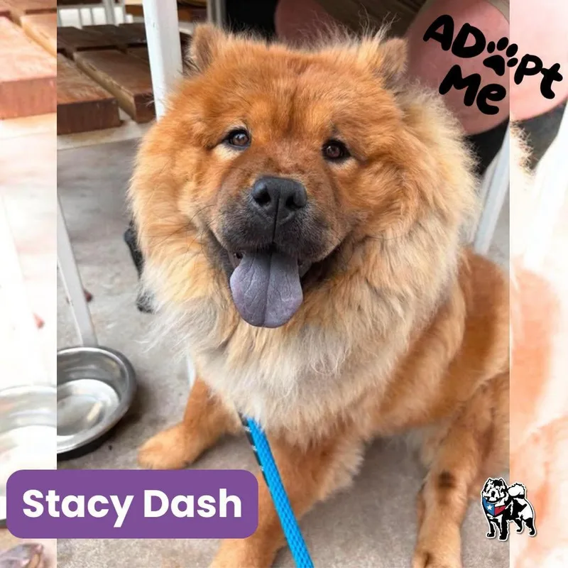 Stacy Dash thumbnail 2