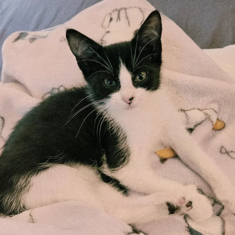 A baby small-sized female Domestic Short Hair cat named Mia for adoption in Cumming, GA