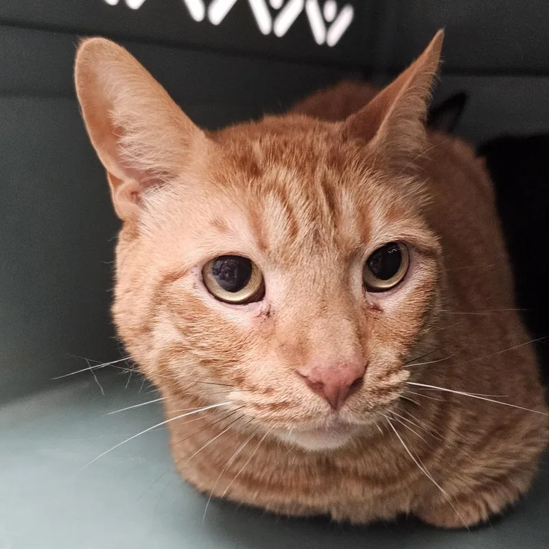 A senior large-sized male Orange / Red Domestic Short Hair cat named Niko for adoption in Evansville, IN