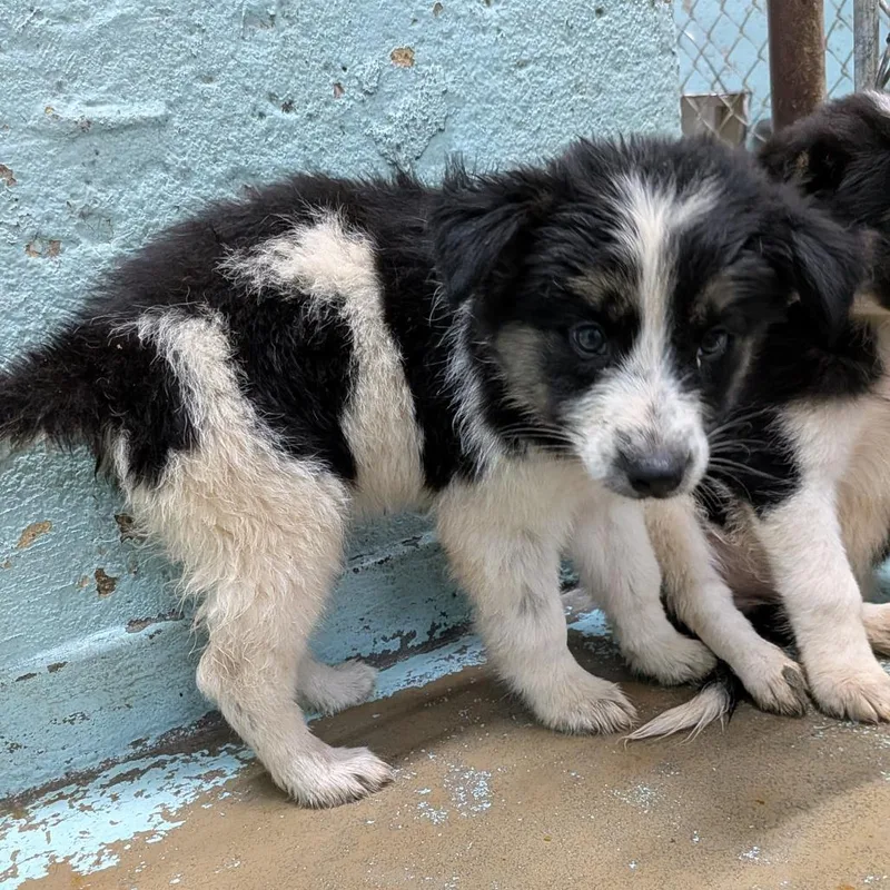A baby medium-sized female Black Mixed Breed dog named S Liv for adoption in Tulsa, OK