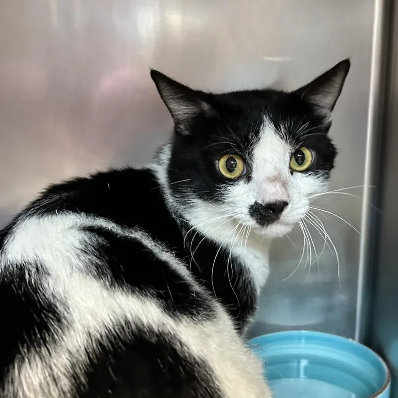 An adult medium-sized male Black Domestic Short Hair cat named Nosey for adoption in Newport, NC