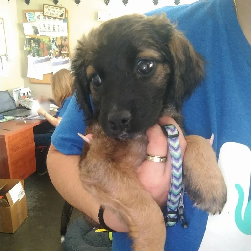 A baby small-sized male Brown / Chocolate Mixed Breed dog named Dain for adoption in Newark, DE