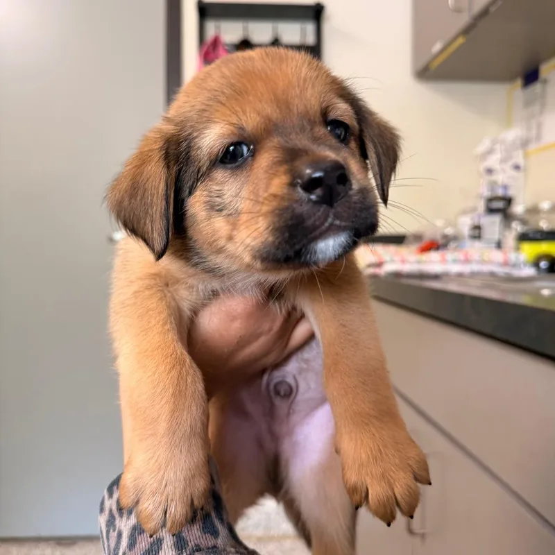 A baby small-sized male Yellow / Tan / Blond / Fawn Mixed Breed dog named Sprite for adoption in Red House, WV