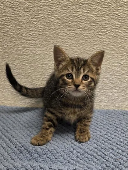 A baby small-sized female Domestic Short Hair cat named Trixie for adoption in Phoenix, AZ
