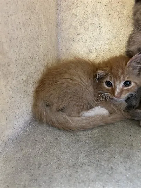 A baby small-sized male Domestic Short Hair cat named Uno for adoption in Lancaster, CA