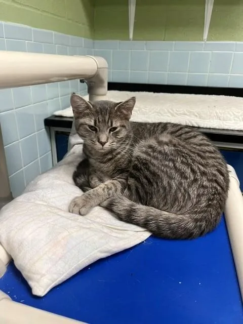 An adult medium-sized female Gray / Blue / Silver Domestic Short Hair cat named Katie for adoption in Oakland, MD