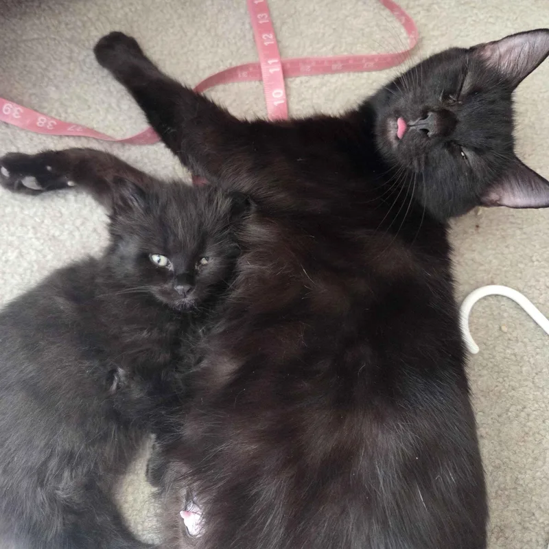 Warwick Litter Of thumbnail 2