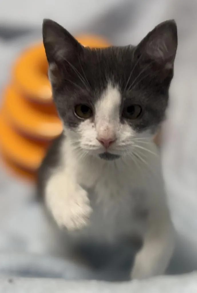 A baby small-sized female Domestic Short Hair cat named Mint Chip for adoption in Jackson, MI