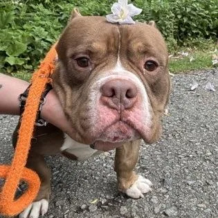 An adult medium-sized male American Bully dog named Meatball for adoption in Philadelphia, PA