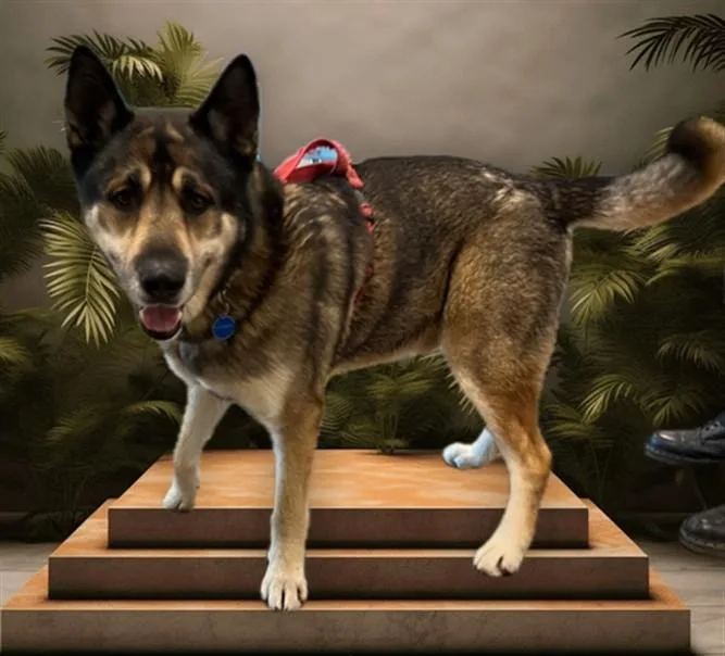 An adult medium-sized male German Shepherd Dog dog named Max for adoption in Los Angeles, CA