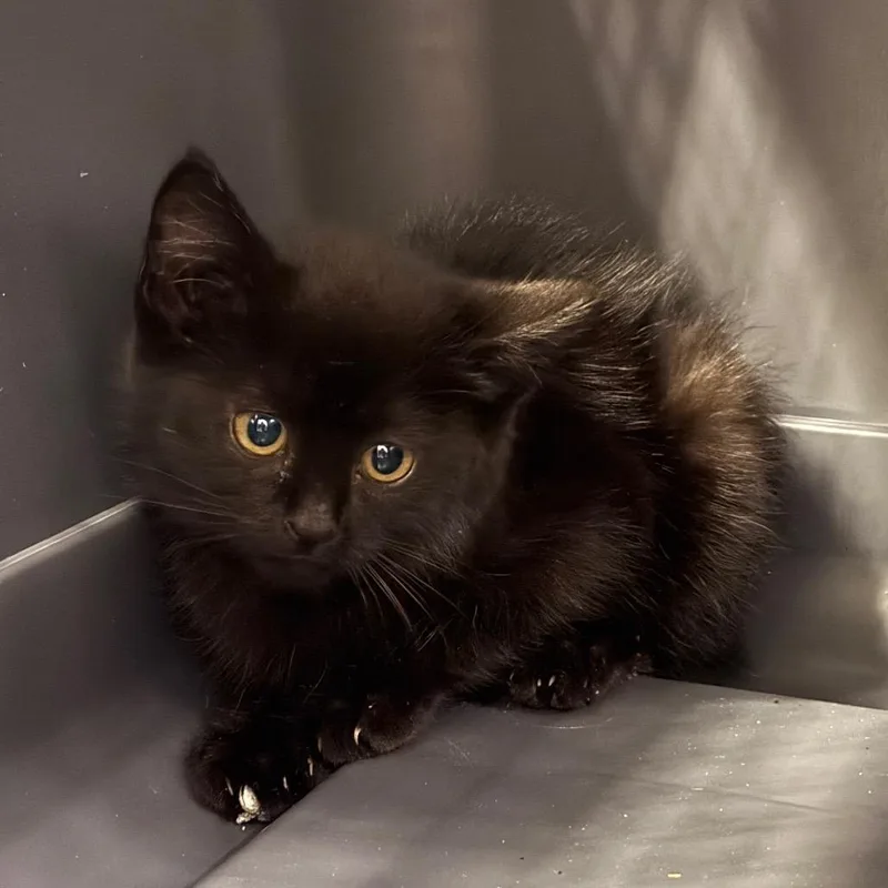 A baby small-sized female Black Domestic Short Hair cat named Checkers for adoption in Charlottesville, VA