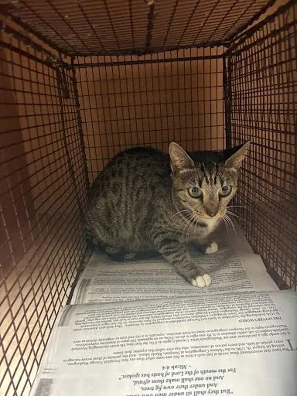 A young small-sized female Domestic Short Hair cat named Mama for adoption in Austin, TX