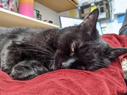 Checkers thumbnail 2