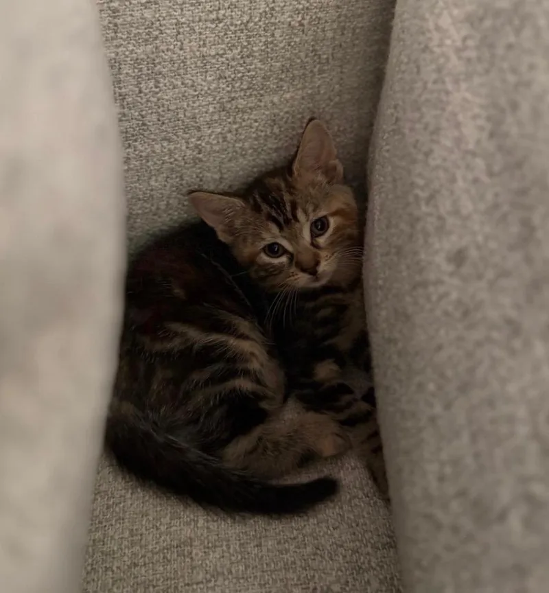 A baby medium-sized female Domestic Short Hair cat named Whiskers for adoption in Pomona, NY