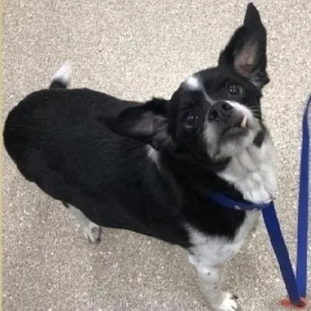 An adult small-sized male Chihuahua dog named Ryder for adoption in Severn, MD