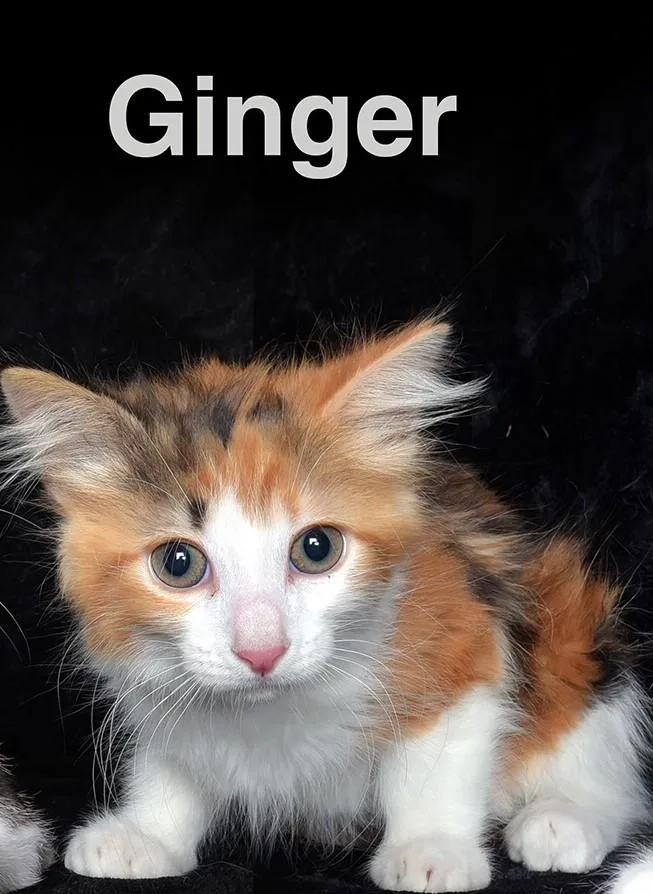 A baby medium-sized female Calico Domestic Medium Hair cat named Ginger for adoption in Van Nuys, CA