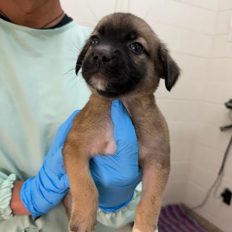 A baby small-sized male Yellow / Tan / Blond / Fawn Mixed Breed dog named Elvis for adoption in Auburn, AL