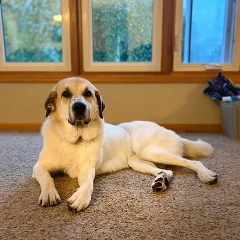 An adult large-sized female Great Pyrenees dog named Bonnie for adoption in Alma, WI