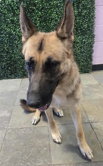 A young medium-sized female Black Mixed Breed dog named 61370447 for adoption in El Paso, TX