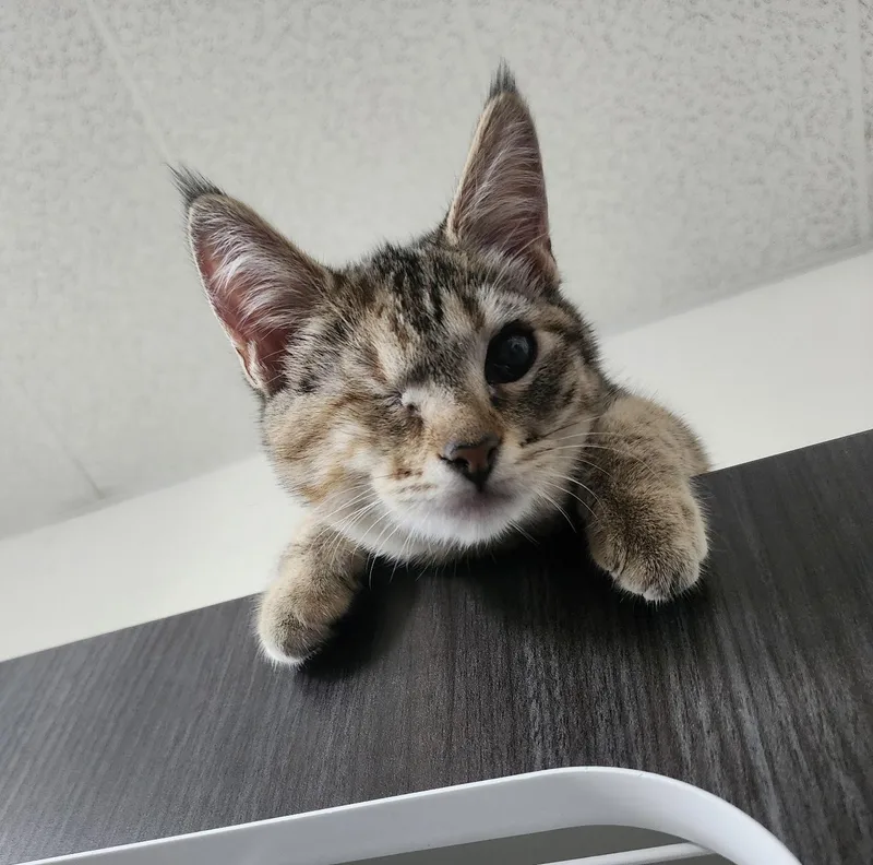 A baby small-sized female Torbie Domestic Short Hair cat named Aria for adoption in Los Angeles, CA