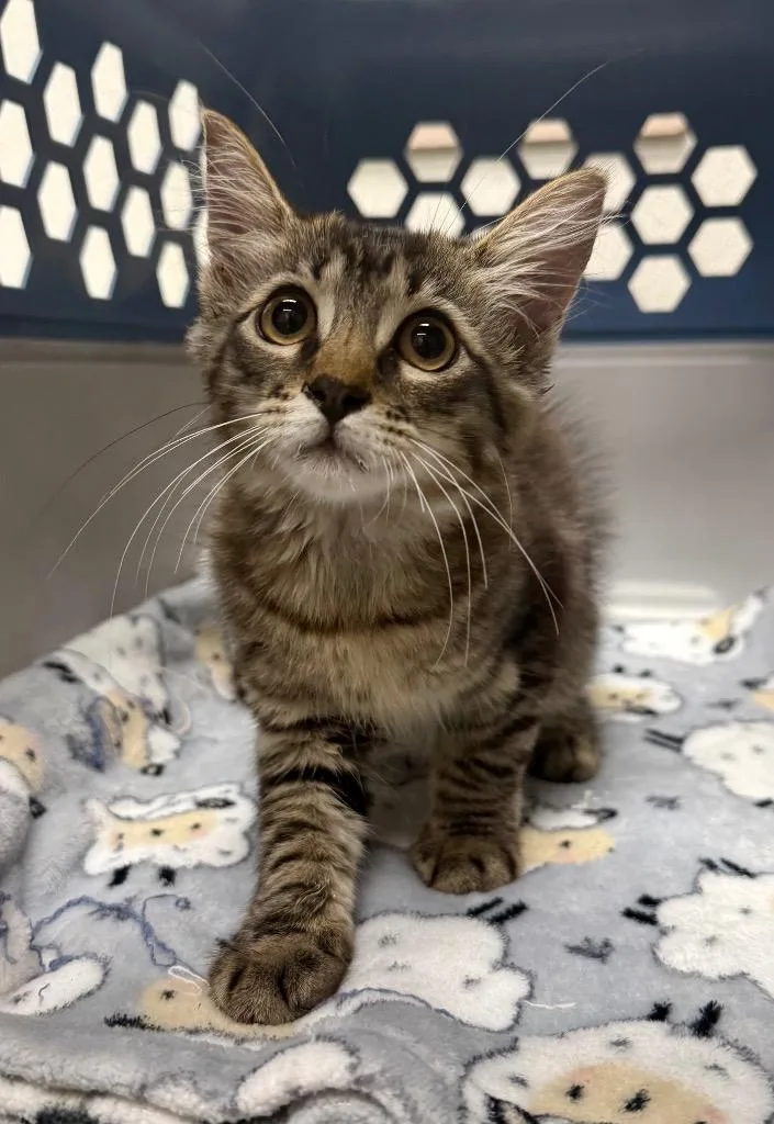 A baby medium-sized male Domestic Medium Hair cat named Anthem for adoption in Sorrento, LA