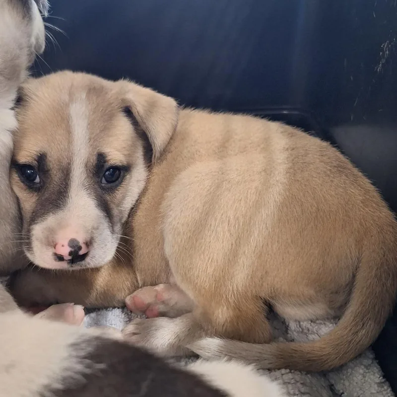 A baby small-sized male White / Cream Shepherd dog named Tj for adoption in Montgomery, AL