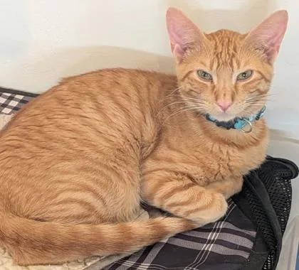 An adult medium-sized female Domestic Short Hair cat named Marmalade for adoption in Shawano, WI