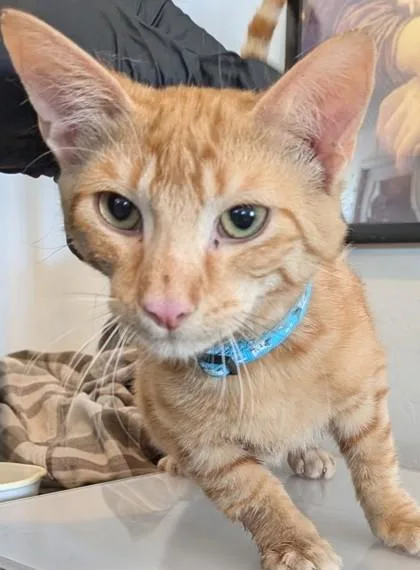 Marmalade thumbnail 2