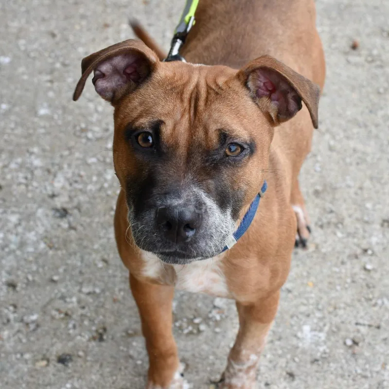 An adult medium-sized female Brown / Chocolate Cattle Dog dog named Zola for adoption in Deerfield, IL