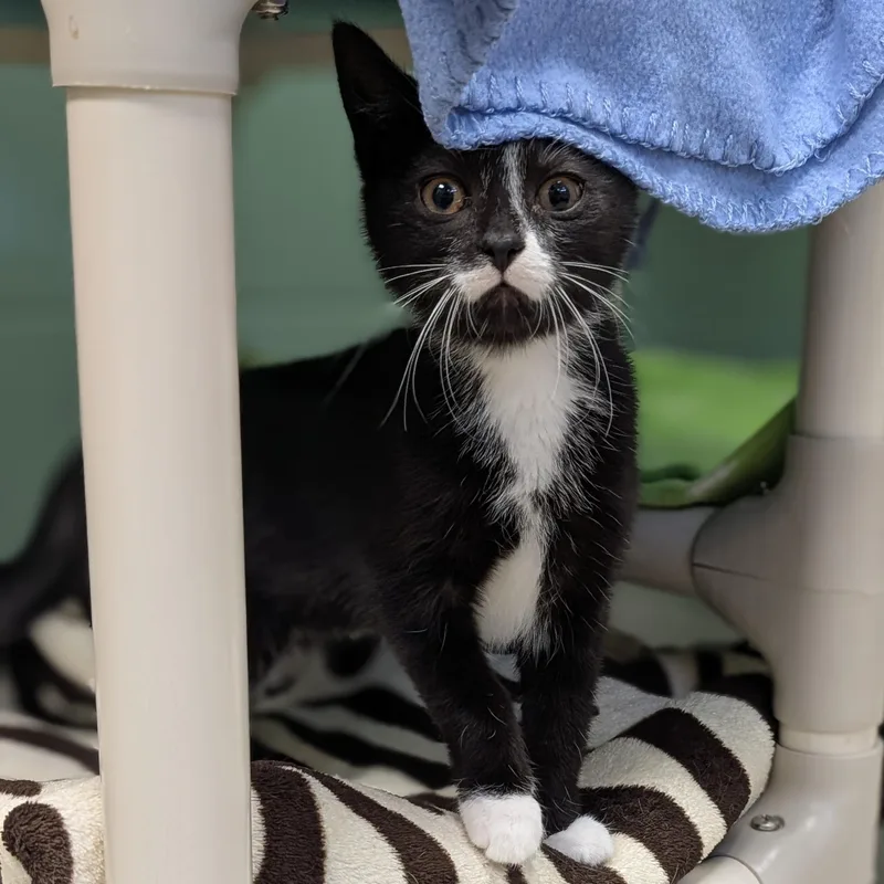 A baby medium-sized female Black & White / Tuxedo Domestic Short Hair cat named Wednesday for adoption in Jefferson, WI