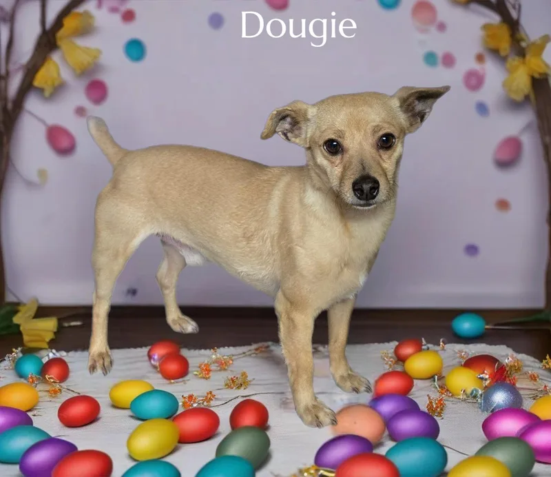 Dougie thumbnail 2