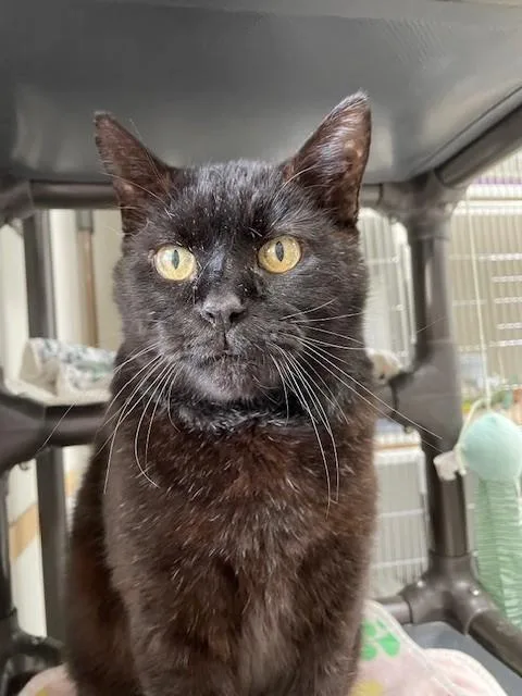 An adult medium-sized male Black Domestic Short Hair cat named Simon for adoption in Hayward, WI