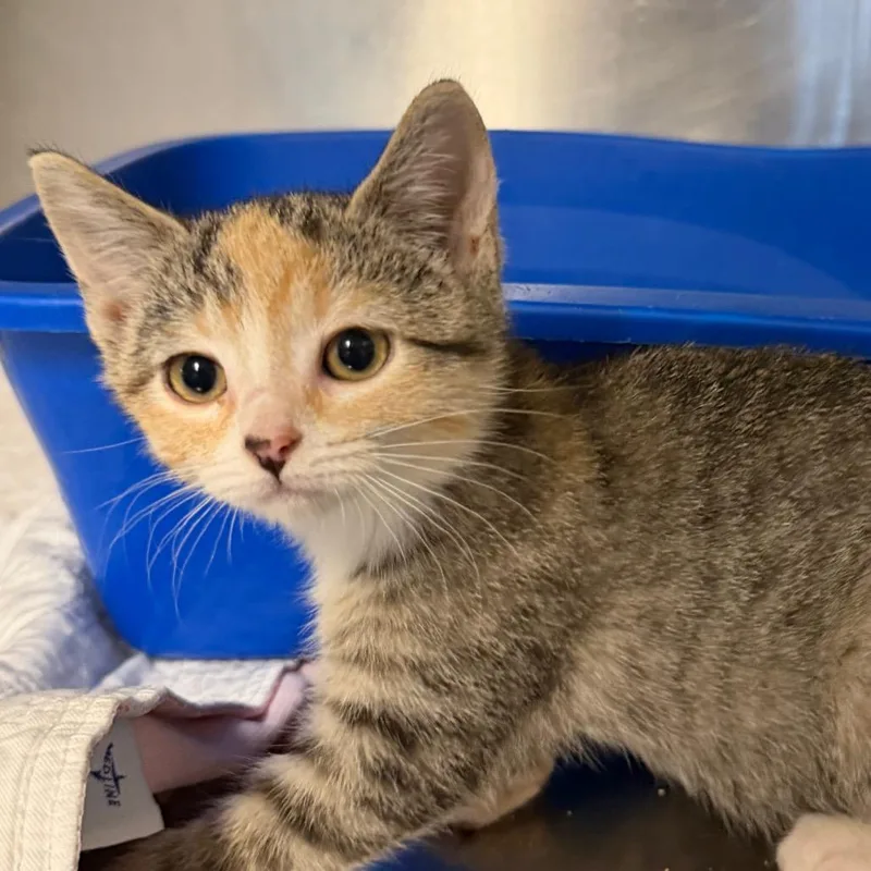 A baby small-sized female Domestic Short Hair cat named Thelryssa for adoption in Wappingers Falls, NY